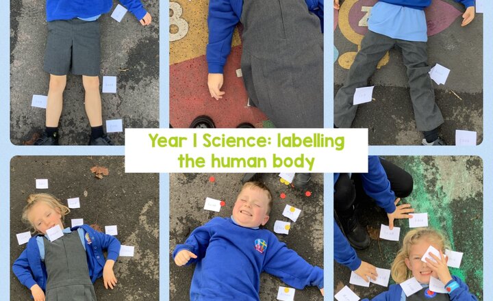 Image of Year 1 Science: labelling the human body