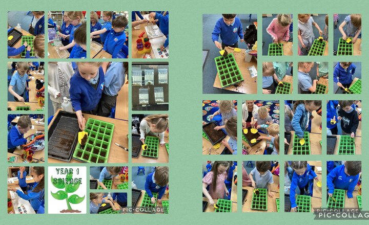 Image of Year 1 Science and PSHE- Plants 