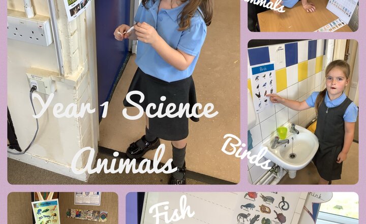 Image of Year 1 Science- Animal Families