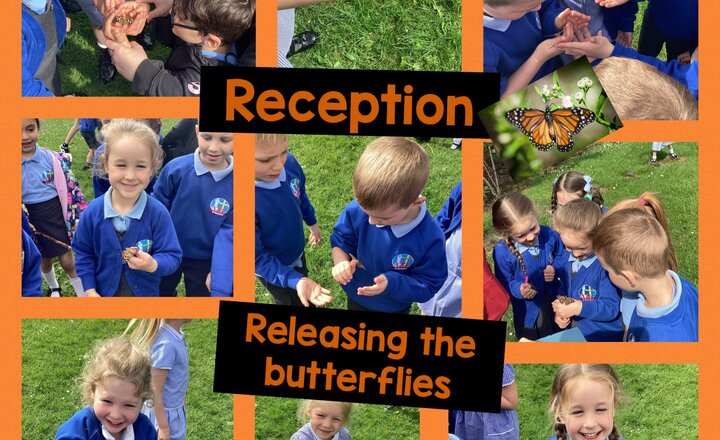 Image of Reception- Releasing the butterflies