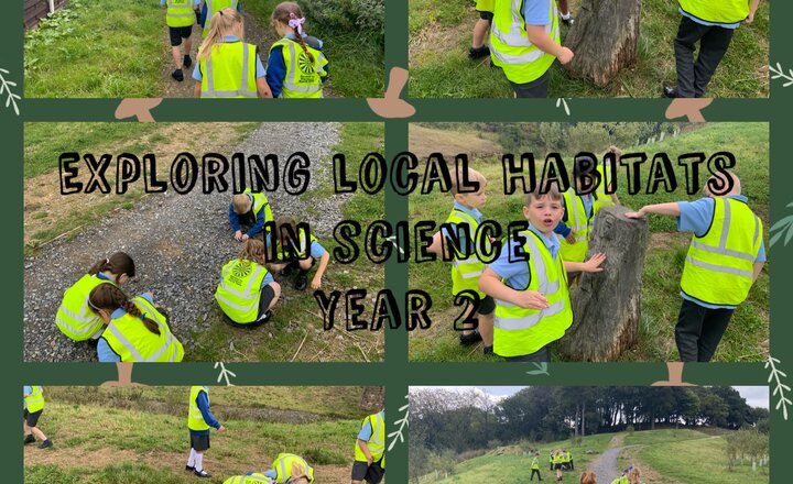 Image of Year 2 - Investigating local animal habitats. 