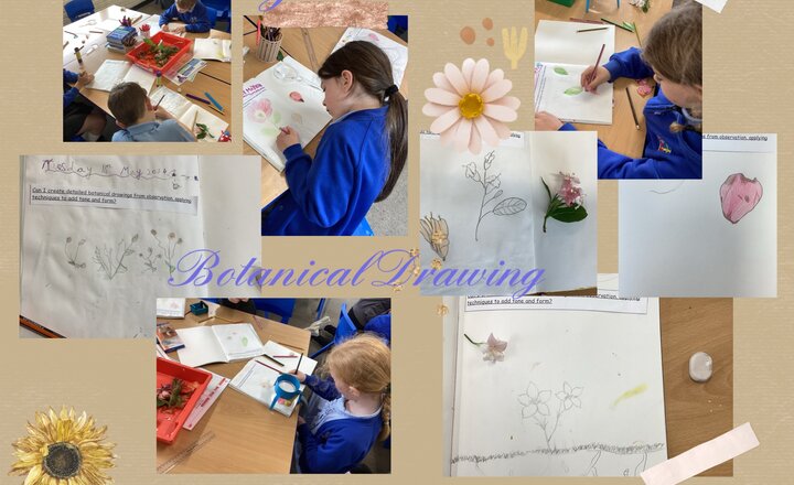 Image of Year 3 - Art - Botanical Drawing