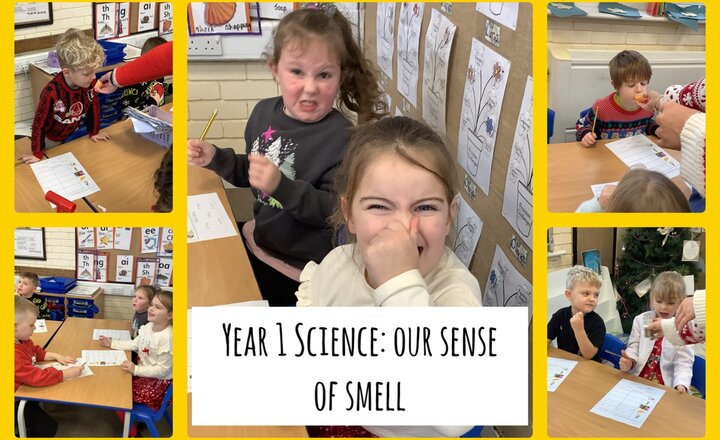 Image of Year 1 Science: Our Sense of Smell