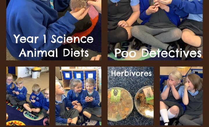 Image of Year 1 Science: Animal Diets