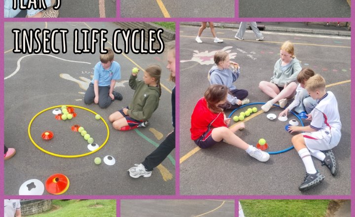 Image of Year 5 - Science