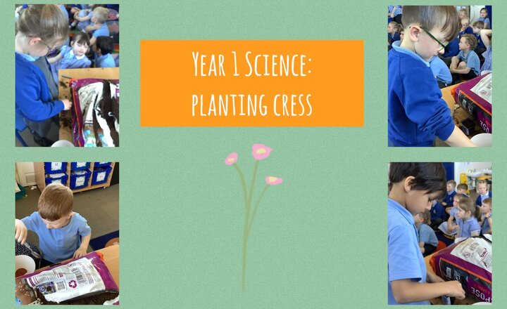 Image of Year 1 Science: Planting Cress