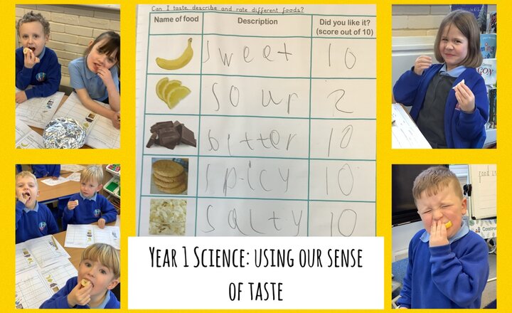 Image of Year 1 Science: using our sense of taste 