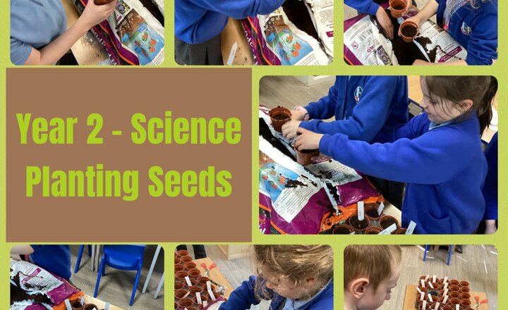 Image of Year 2 - Science - Planting seeds