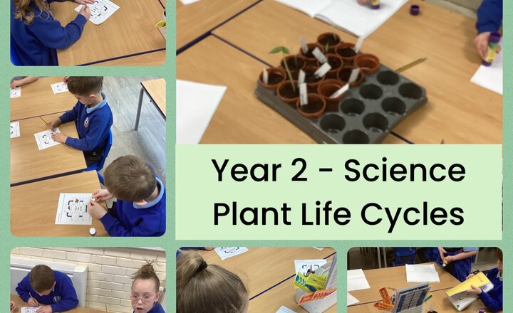 Image of Year 2 - Science - Plant Life Cycles