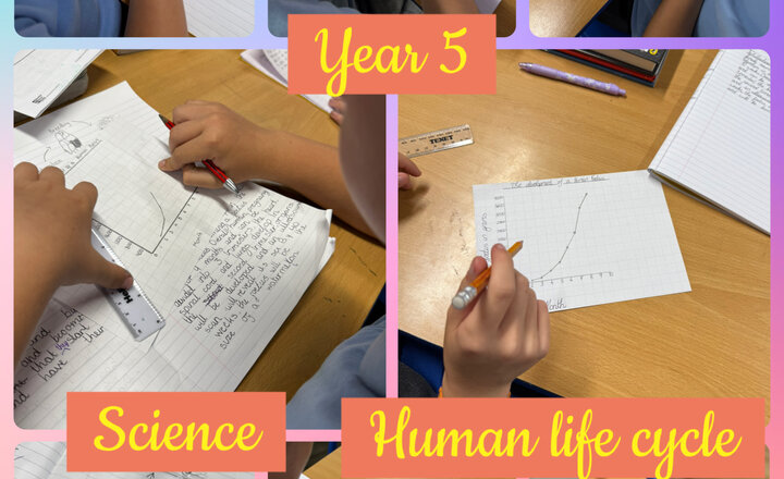 Image of Year 5 - Human Life Cycle 