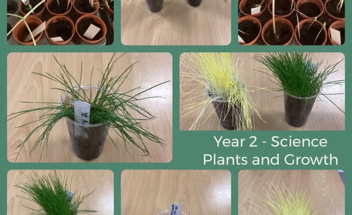 Image of Year 2 - Science - Plants and Growth