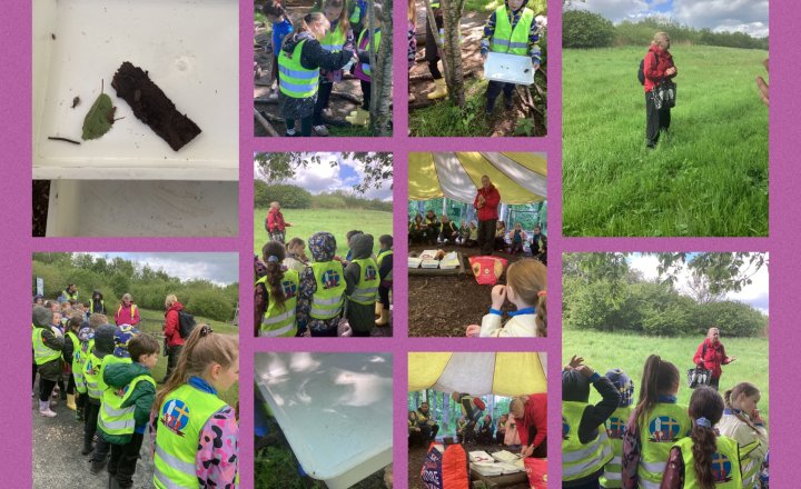 Image of Year 2 - Brockholes Trip - Habitats and Minibeast Hunt