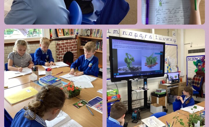 Image of Year 3- Science-identify and describe the functions of different parts of flowering plants and flowers