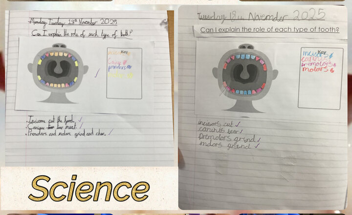 Image of Year 4 - Science: Teeth