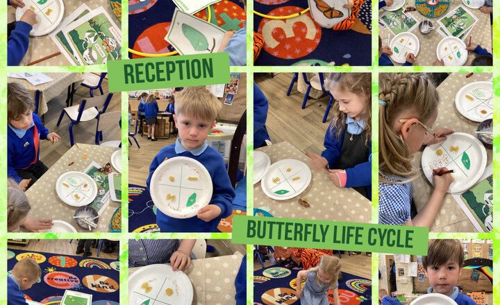 Image of Reception Butterfly Life Cycle