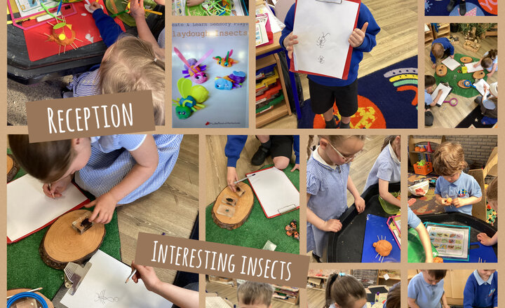 Image of Reception - All about Insects