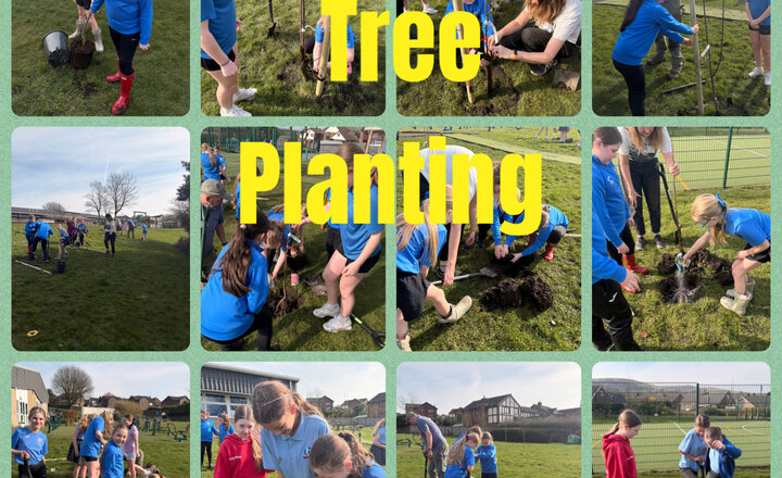Image of Wow Group: Tree Planting