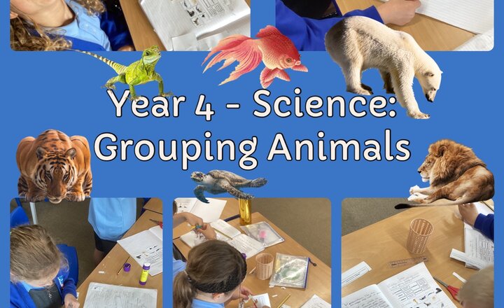 Image of Year 4 - Science: Grouping Animals