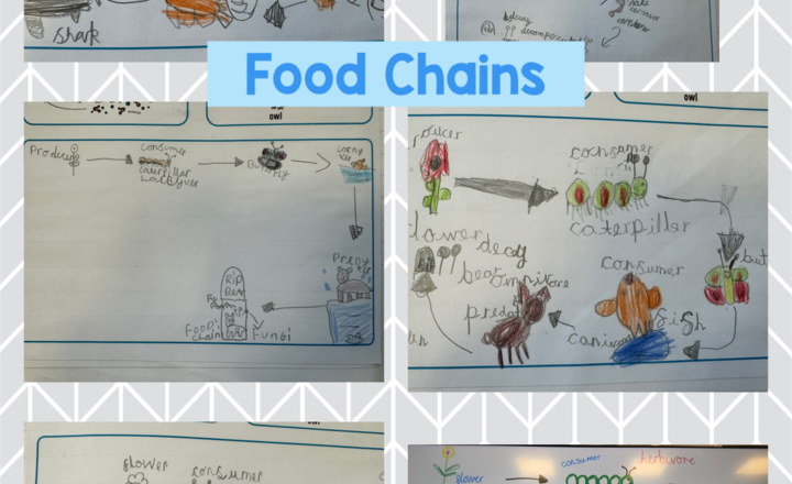 Image of Year 2 - Food Chains