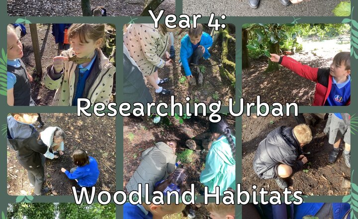 Image of Year 4 - Science: Researching Habitats