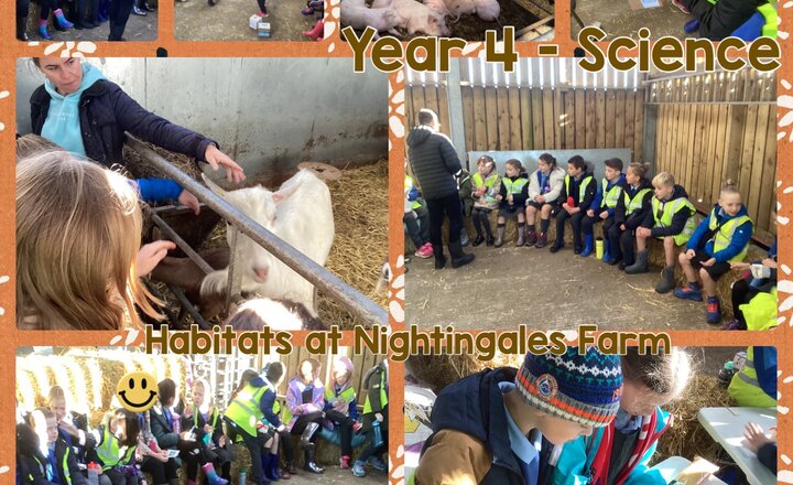 Image of Year 4 - Science: Habitats at the Farm