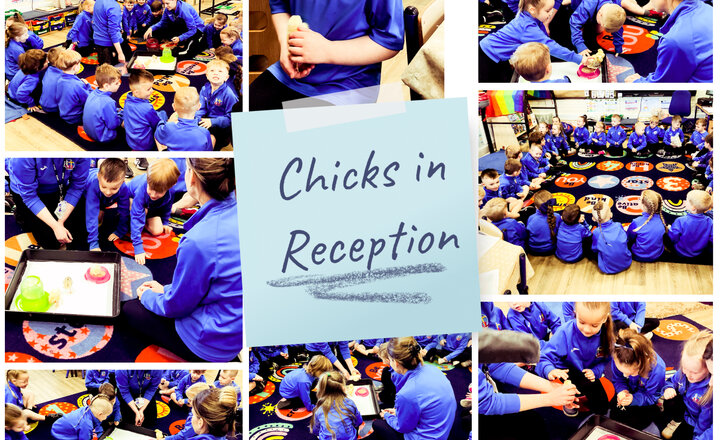 Image of Reception: Chicks have come to visit