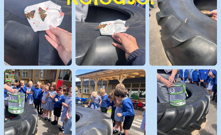 Image of Reception: Butterfly Release Day