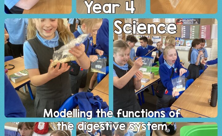 Image of Year 4 - Science: Modelling the Digestive System