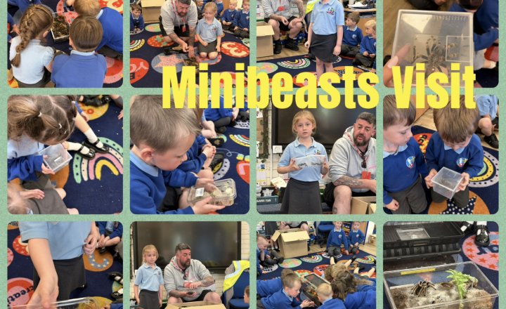 Image of Reception: All About Minibeasts 