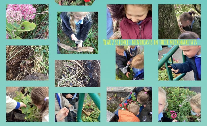 Image of Year 2- Minibeasts in Their Microhabitats 