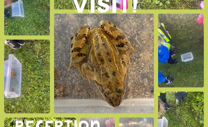 Image of Reception: Surprise Frog Visit 