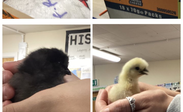 Image of Year 5 - Chicks