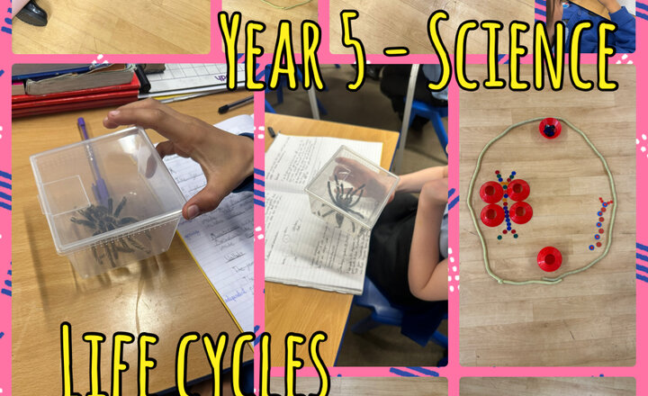 Image of Year 5 - Life Cycles 
