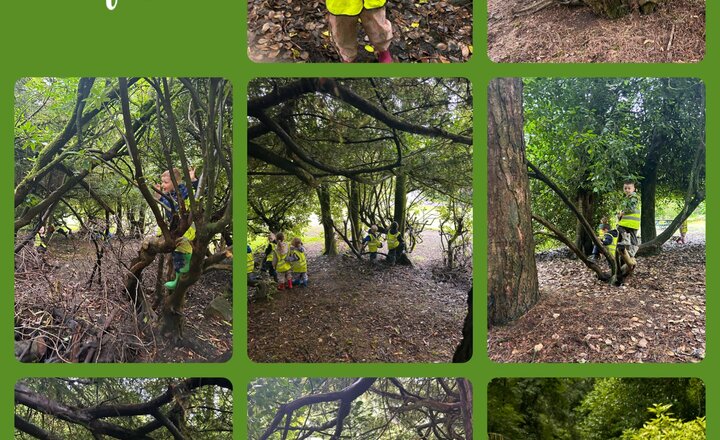 Image of Forest Schools in Reception