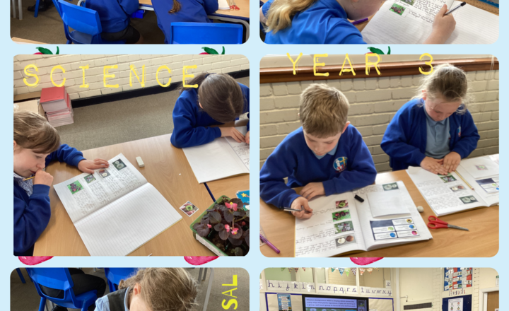 Image of Year 3- Science- Use scientific language to describe how plants reproduce. 