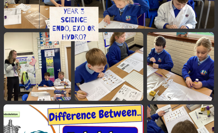 Image of Year 3- Science-Identifying Endoskeletons, Exoskeletons, and Hydrostatic Skeletons