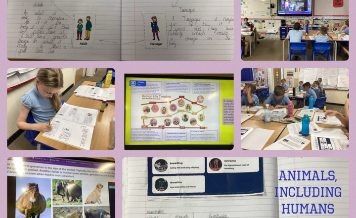 Image of Year 5 - Science- Identifying the key stages of a mammals life cycle