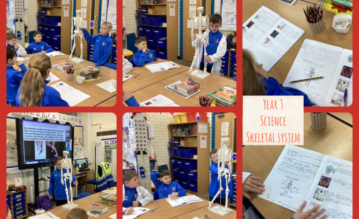 Image of Year 3- Science-Investigating the Body's Framework