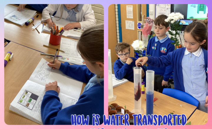 Image of Year 3 - Science- How is water transported through plants?
