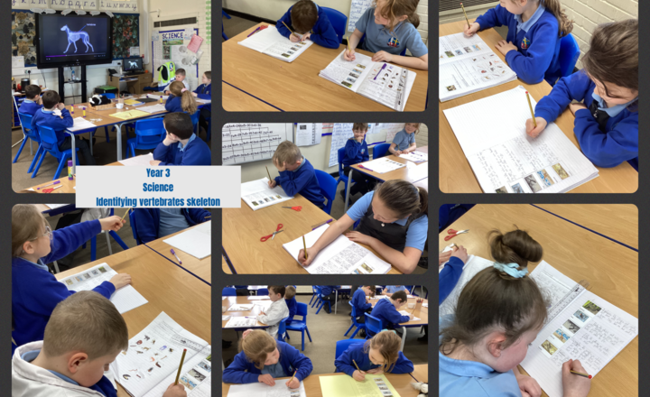 Image of Year 3- Science-Exploring how a vertebrate’s skeleton provides support and protection. 