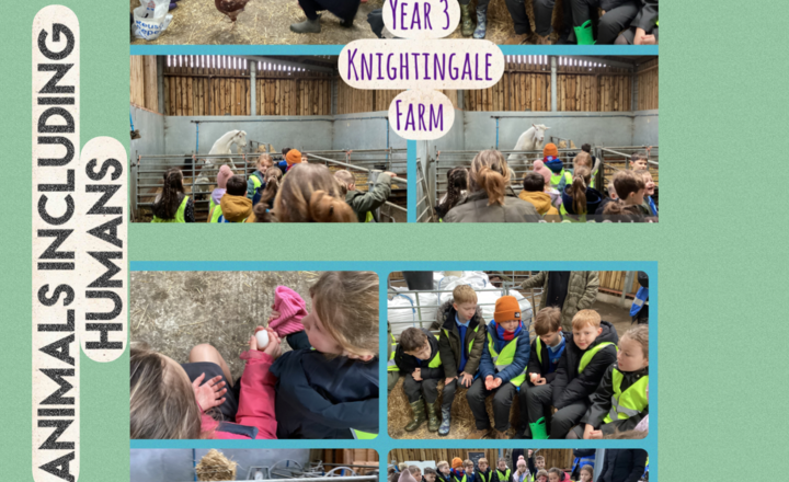 Image of Year 3’s Adventure at Nightingale Farm