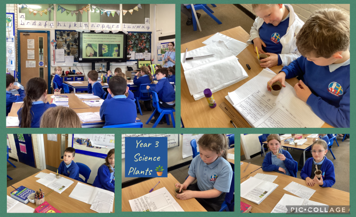 Image of Year 3 Science: Controlled Plant Investigation