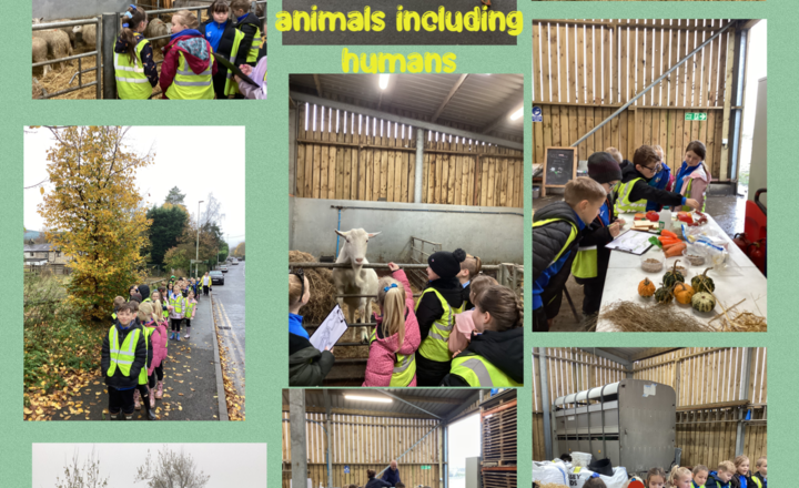 Image of Year 3- Nightingale Farm- Learning about Animals including Humans 