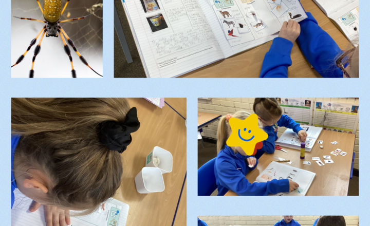 Image of Year 3 - Science- Identifying which animals have an endoskeleton, exoskeleton and a hydrostatic skeleton.