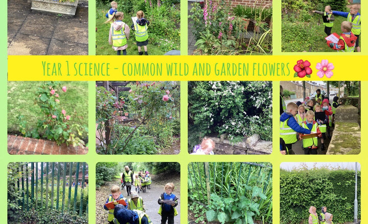 Image of Year 1 Science- Identifying a Variety of Common Wild and Garden Flowers