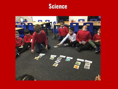 Image of Curriculum - Science - Classifying Animals