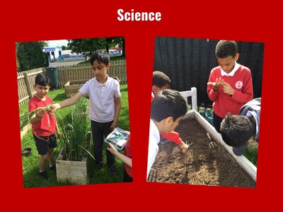 Image of Curriculum - Science - Crops & Wild Flowers