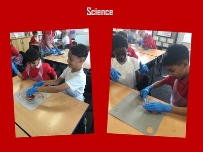 Image of Curriculum - Science - Dissecting Hearts