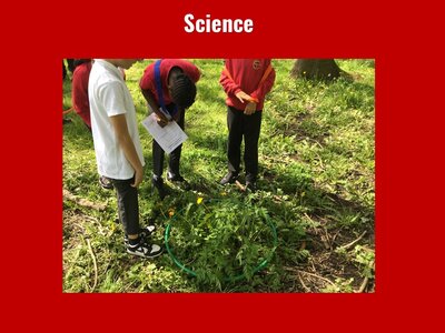 Image of Curriculum - Science - Flower Hunt