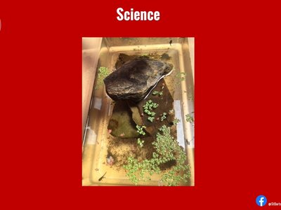 Image of Curriculum - Science - Frogs